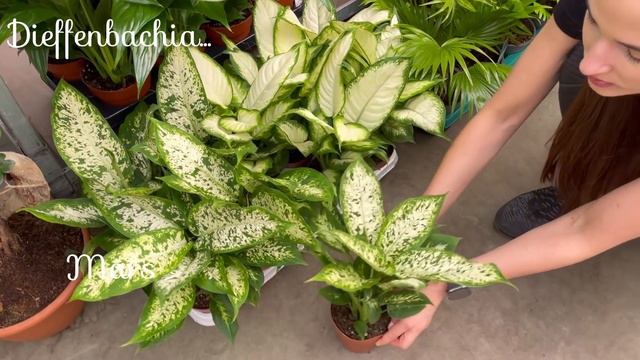 Dostawa GIGANT w Plancie! 💚