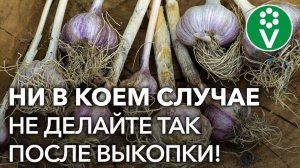 Что делать с чесноком после выкопки? Подготовка чеснока к хранению