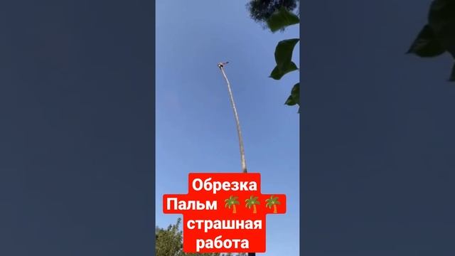 Обрезка Пальмы ?????? смотреть онлайн