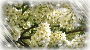 Футаж белая черемуха