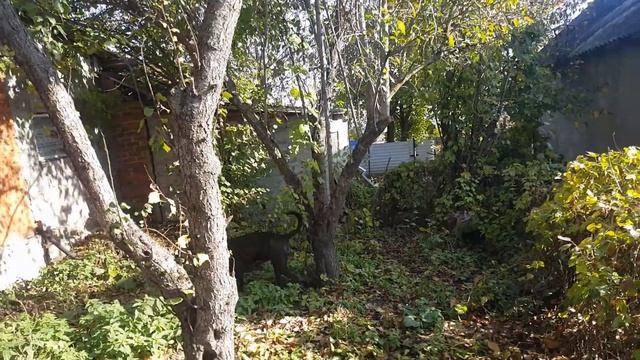 #116 Семья из Латвии переехала в Россию, на постоянное место жительства на Кубань. смотреть онлайн