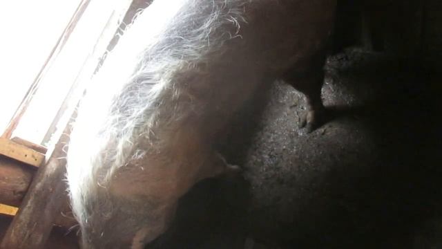 Узнаю вес свиней без весов по специальной таблице.Как узнать вес свиньи по таблице без взвешивания. смотреть онлайн