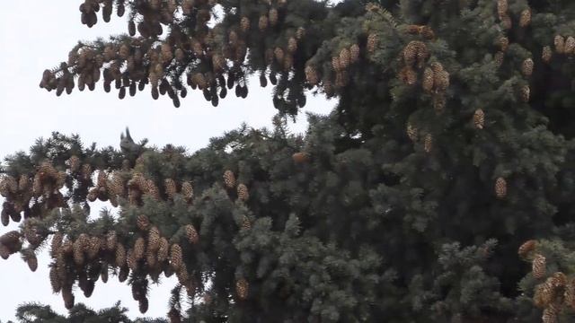 Белки на голубой ели едят шишки смотреть онлайн