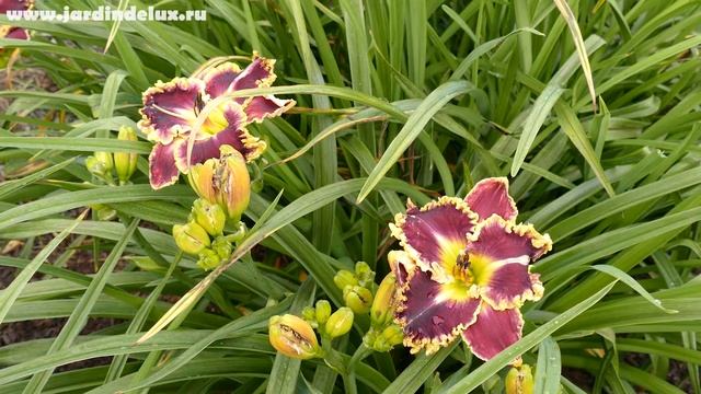 Цветение сортового лилейника WHEN ROYALS DREAM в саду Www.jardindelux.ru