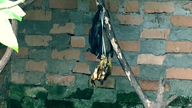 Колоссопутешествия. Мадагаскар. Хамелеоны и бабочки смотреть онлайн