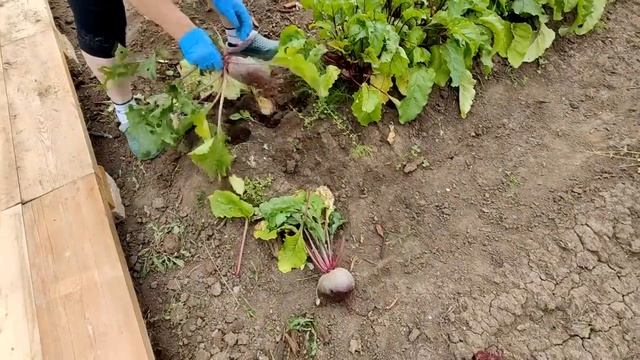 Результат эксперимента по выращиванию овощей в гребнях смотреть онлайн