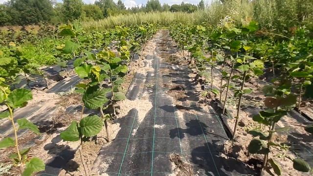 2х летние саженцы на доращивании смотреть онлайн