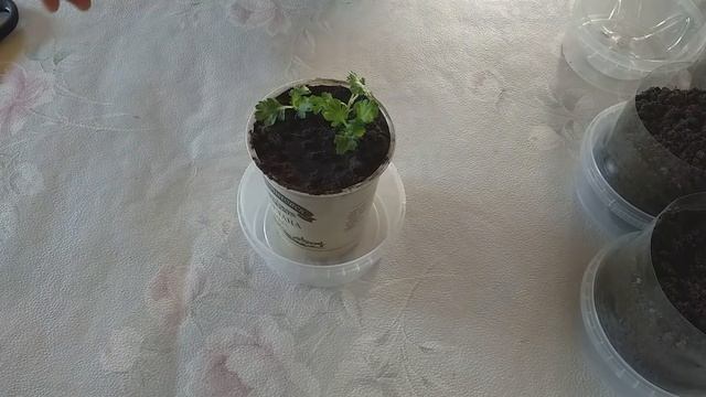 Как укоренить хризантему из букета Самый легкий способ смотреть онлайн