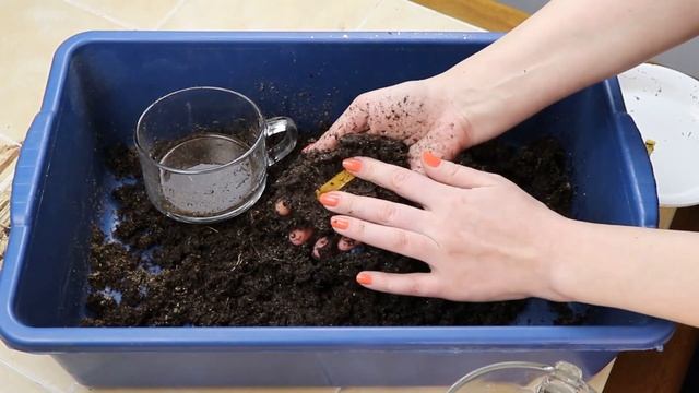 Рододендрон. Саженец из магазина. Определяю кислотность грунта. смотреть онлайн