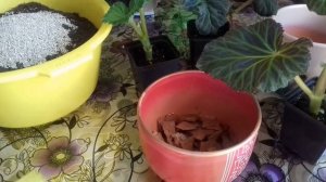 Пересадка клубневой бегонии. Уход за бегонией весной