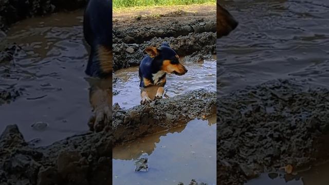 Весёлые медузы смотреть онлайн