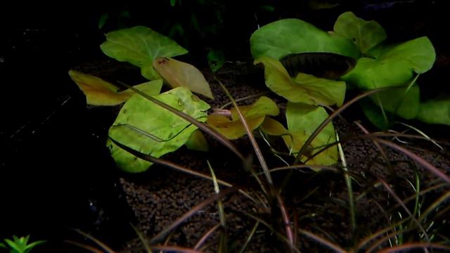 У самок живородок тоже болит голова смотреть онлайн