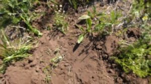 Коля чемпион и его металлоискатель, поиски золота