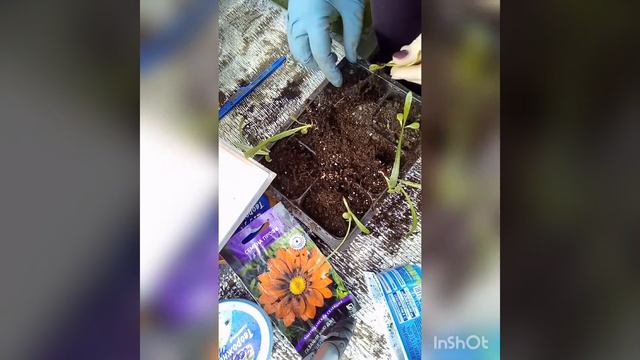 Как рассадить рассаду гацании (газании) в кассеты смотреть онлайн