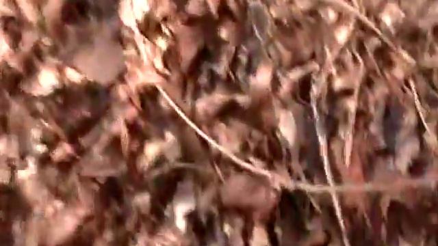 Nancy Today: Wisteria vine harvest (wisteria 1) ASMR (basket making tutorial) hacer cesta смотреть онлайн