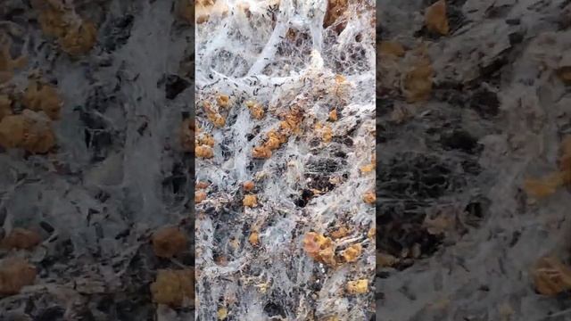 личинки восковой Моли. Как заготовить и правильно сохранить смотреть онлайн