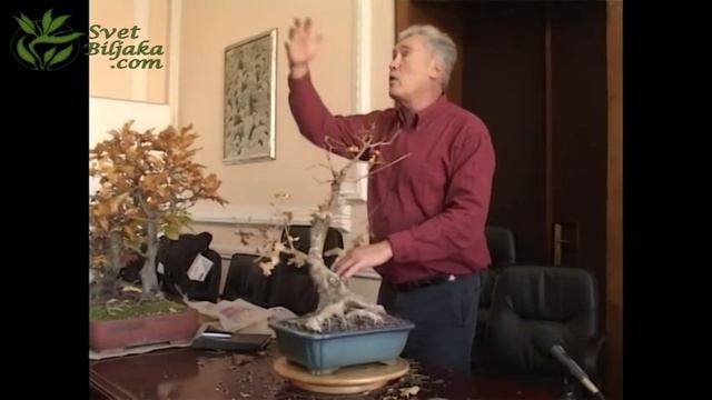 Walter Pall, Belgrade, Acer campestre review #2 смотреть онлайн