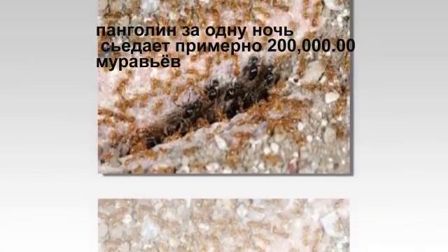 Панголин. В мире природы. Слайды для детей. Made by Vera Birak. смотреть онлайн