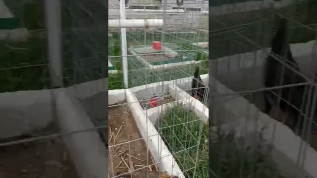 Shamo Asil Hennie Jap Hs Bp Rancho Burras Prietas смотреть онлайн
