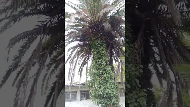 Абхазия Гагра водолечебница пальмы территория вокруг. Абхазия Гагра отдых лето 2022. смотреть онлайн