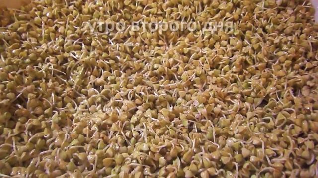 ЗОЖ. Как прорастить зеленую гречку. смотреть онлайн