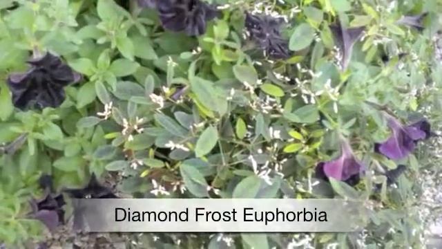 Petunia Black Velvet смотреть онлайн