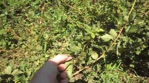 Болезни крыжовника. Американская мучнистая роса.