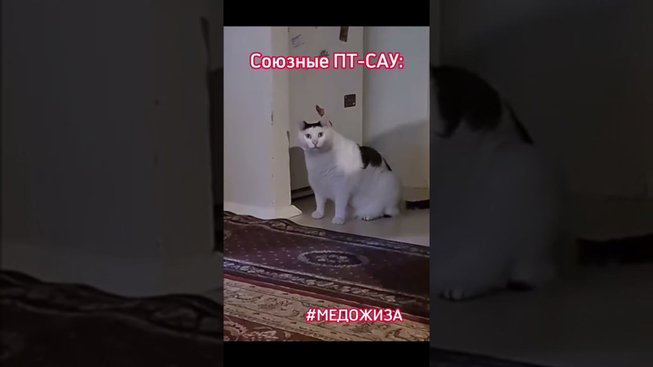 #медожиза СВЕТЛАЯ смотреть онлайн