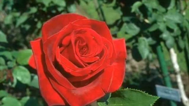 Gheorghe Zamfir - Love Story смотреть онлайн