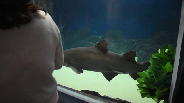 Океанариум в Адлере