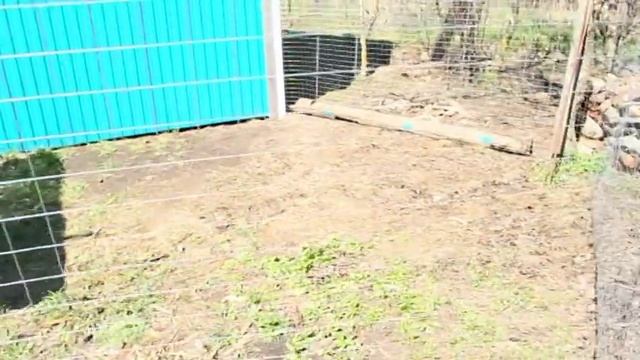 Домик для гусей. смотреть онлайн