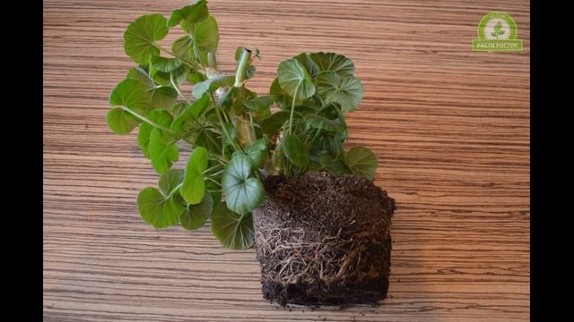 Как пересадить герань. Размножение черенками смотреть онлайн