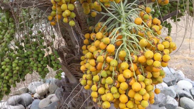 Ещё немного о пальме Пиндо(желейная) смотреть онлайн