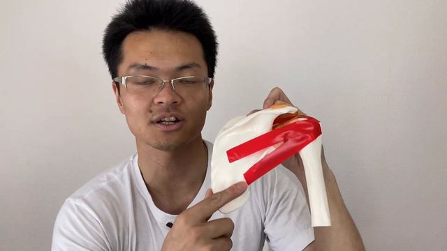 Anatomy of rotator cuff on bone model (English) смотреть онлайн