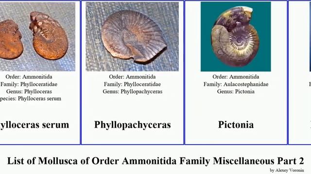 List of Mollusca of Order Ammonitida Family Miscellaneous Part 2 serum giganteus angulata Mariella смотреть онлайн