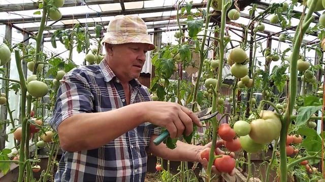 10 сентября 2023 год, очередной сбор томатов