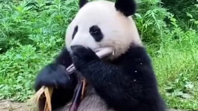 ШОК ПАНДА СОВСЕМ ОФИГЕЛА И НАЧАЛА ХАВАТЬ БАМБУК смотреть онлайн