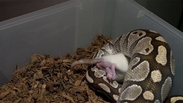 Python kills and eats large rat / Warning live Feeding смотреть онлайн
