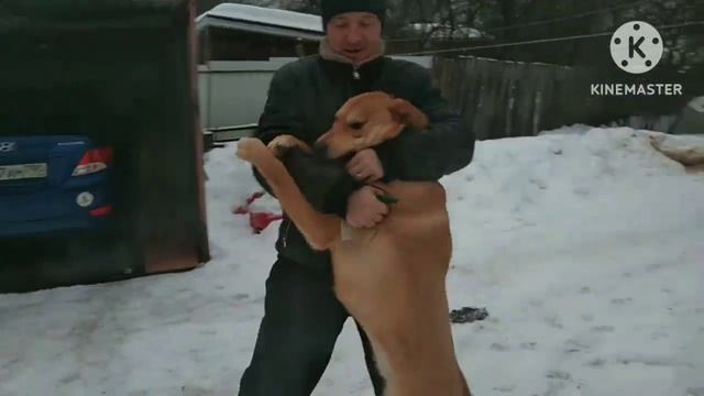 Новогодний собачий бокс продолжается ? смотреть онлайн