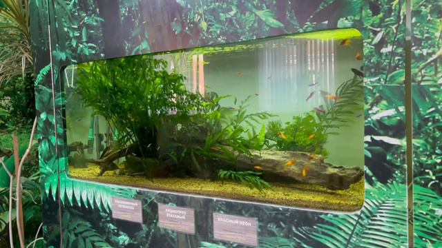 Аквариумные жители Екатеринбургского зоопарка🐠 смотреть онлайн
