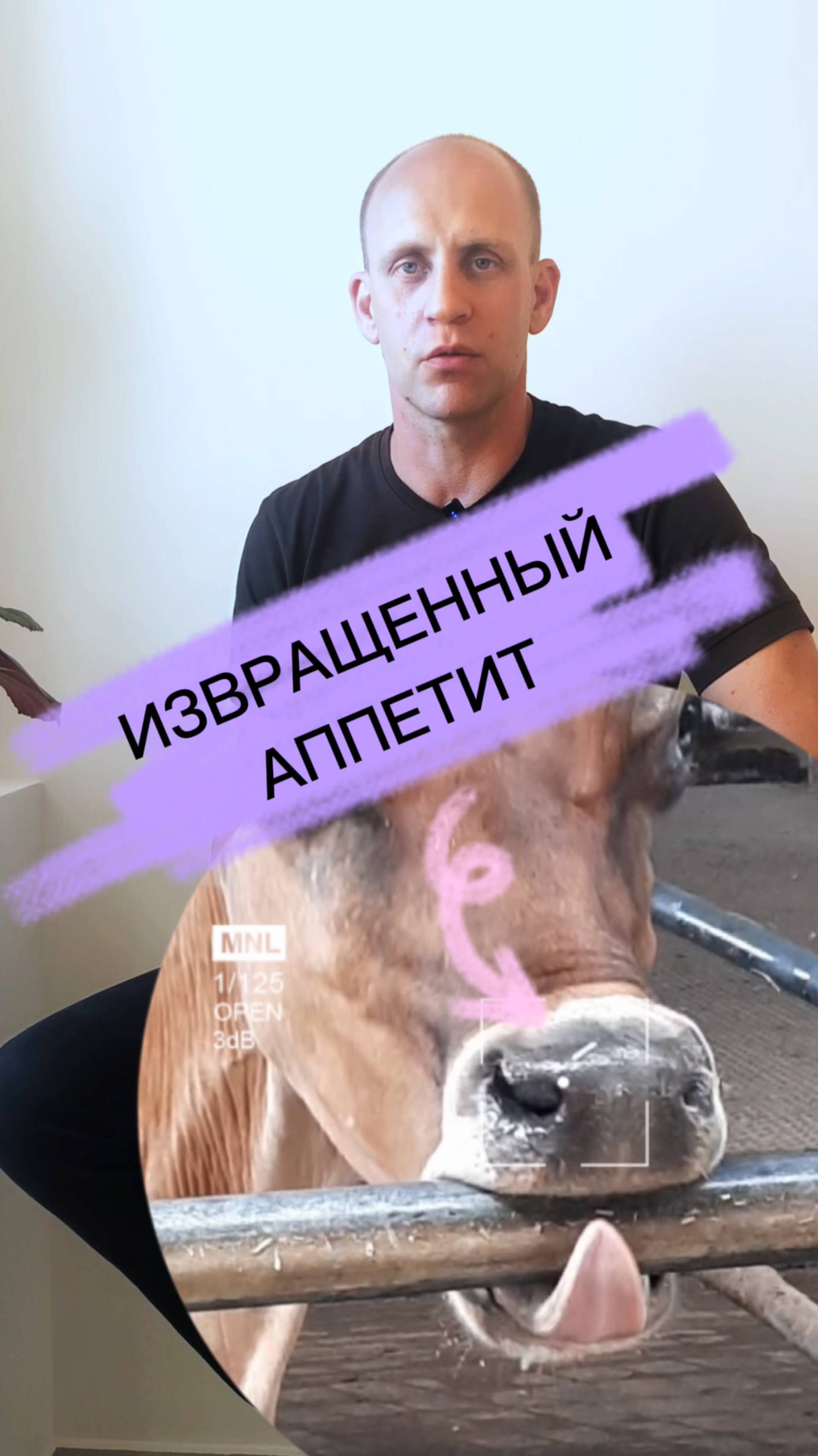 Почему коровы едят землю, пьют мочу?