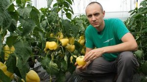 Новинка селекции! Сладкий перец «Белый бык»