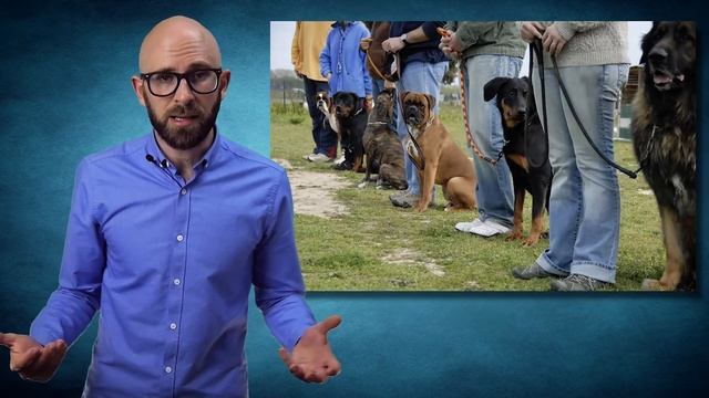 Why Do We Say "Sic 'Em" to Dogs to Get Them to Attack смотреть онлайн