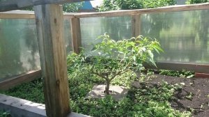 Персики на Урале на 27 июня