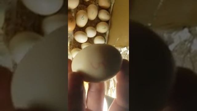 Инкубатор своими руками из коробки смотреть онлайн