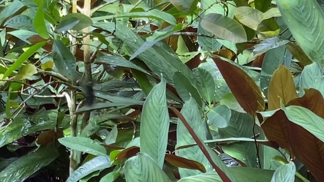 Seychelles takamaka Garden black bird смотреть онлайн