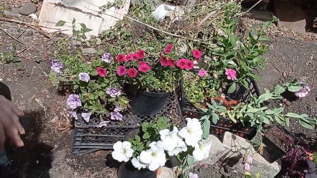 Посадка петунии в кашпо. смотреть онлайн