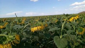 13.07.2019. Подсолнечник сплошным посевом. NO-TILL!