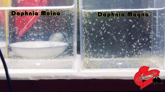 Daphnia moina and Daphnia Magna смотреть онлайн