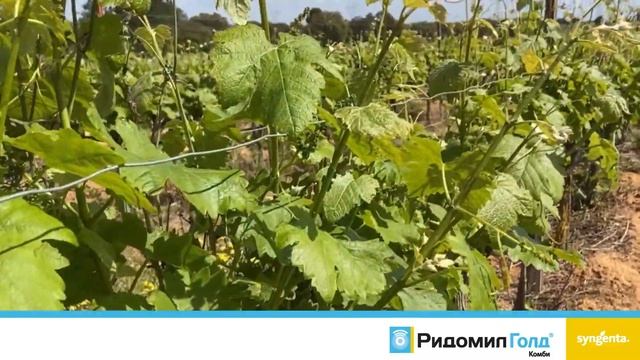 Ридомил Голд Комби смотреть онлайн